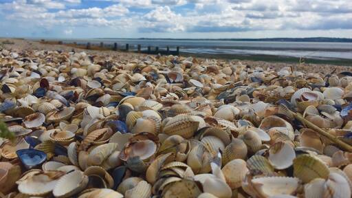Shellness is located on the South Eastern shore of the Isle of Grain, Kent, England.
A beach entirely covered with shells it looks across to the mouth of the River Thames.
The town of Leysdown on Sea is located a couple of miles away where you can park up as its a worthwhile walk to the beach. There are plenty of views on the way from old beach huts and cottages to abandoned boats.
#shells #beach #Beachbound