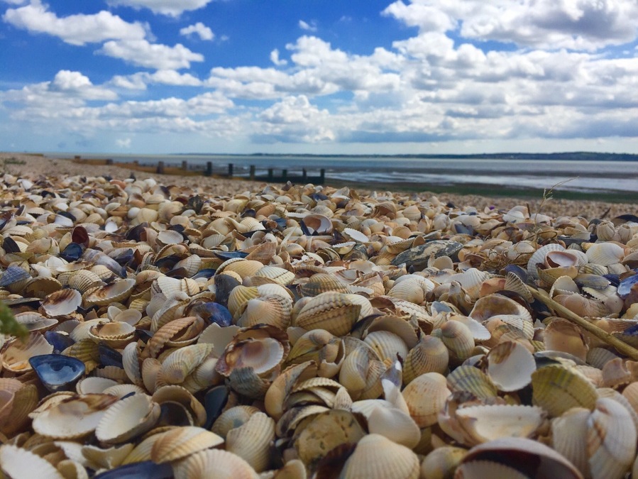 Shellness is located on the South Eastern shore of the Isle of Grain, Kent, England.
A beach entirely covered with shells it looks across to the mouth of the River Thames.
The town of Leysdown on Sea is located a couple of miles away where you can park up as its a worthwhile walk to the beach. There are plenty of views on the way from old beach huts and cottages to abandoned boats. 
#shells #beach #Beachbound