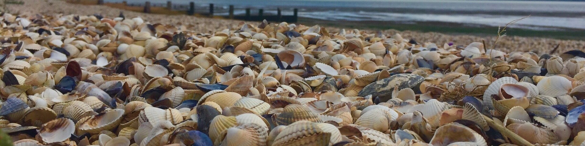 Shellness is located on the South Eastern shore of the Isle of Grain, Kent, England.
A beach entirely covered with shells it looks across to the mouth of the River Thames.
The town of Leysdown on Sea is located a couple of miles away where you can park up as its a worthwhile walk to the beach. There are plenty of views on the way from old beach huts and cottages to abandoned boats.
#shells #beach #Beachbound