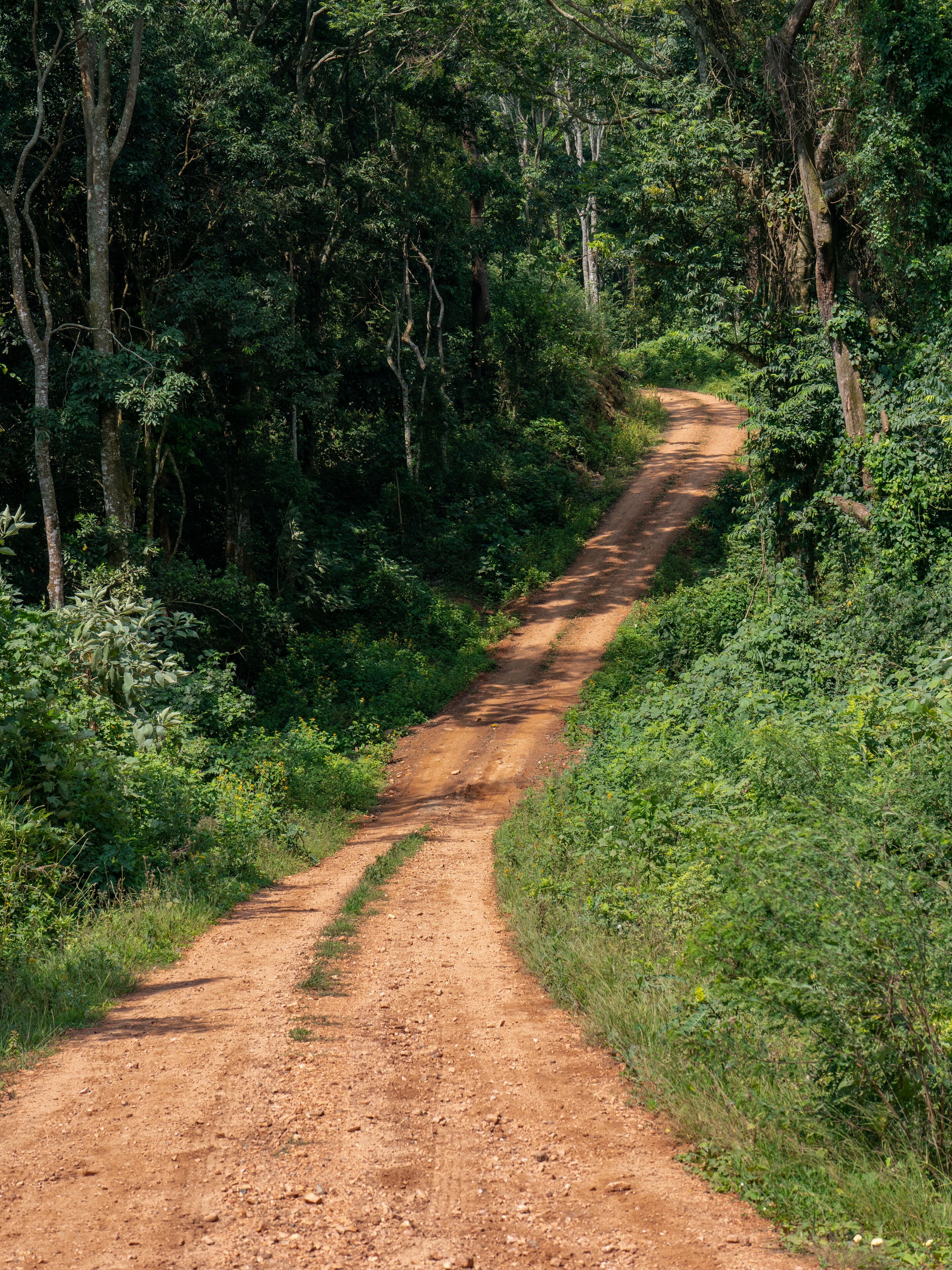 Kalinzu Forest natural habitat, Uganda