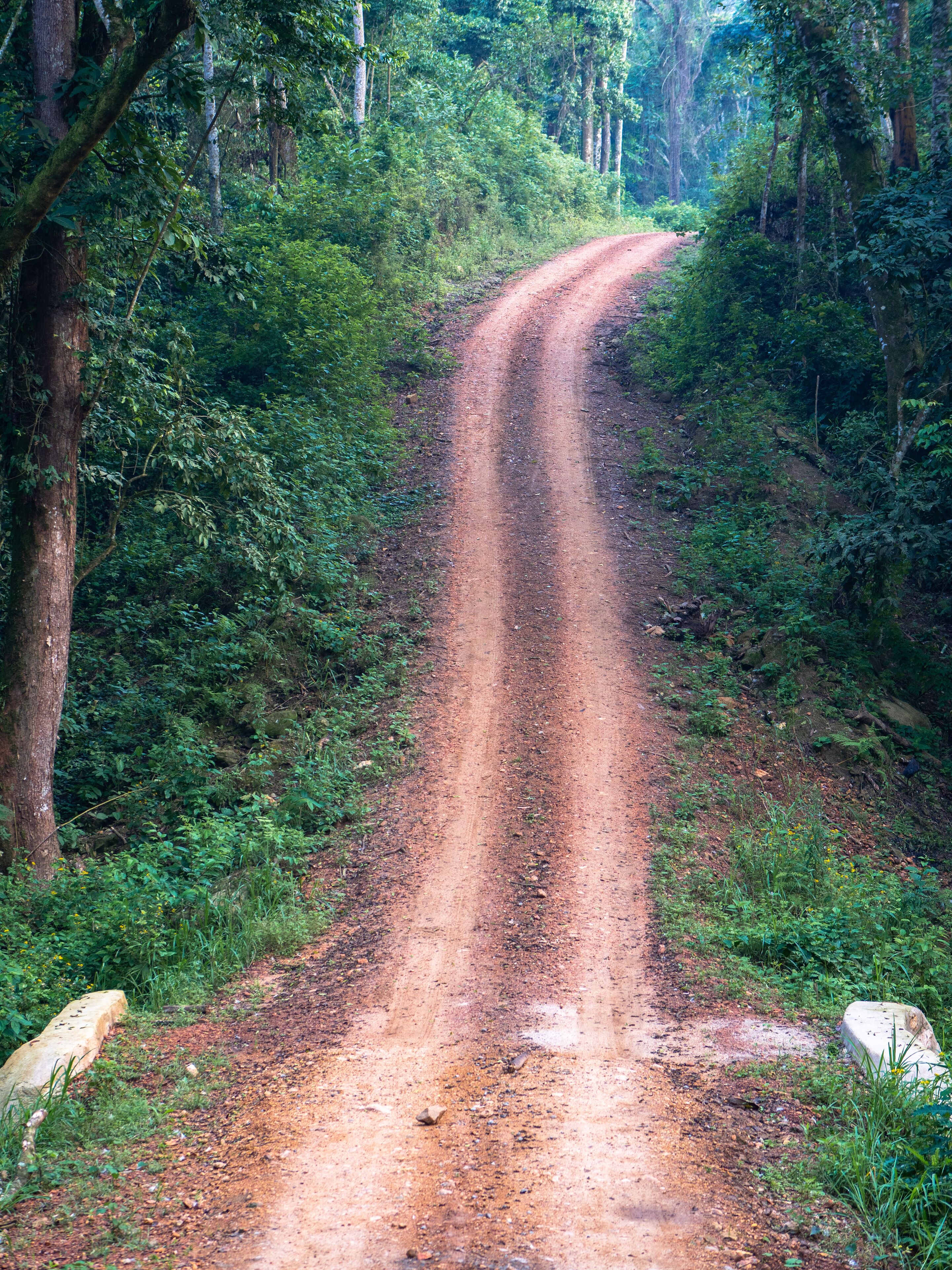 Kalinzu Forest natural habitat, Uganda