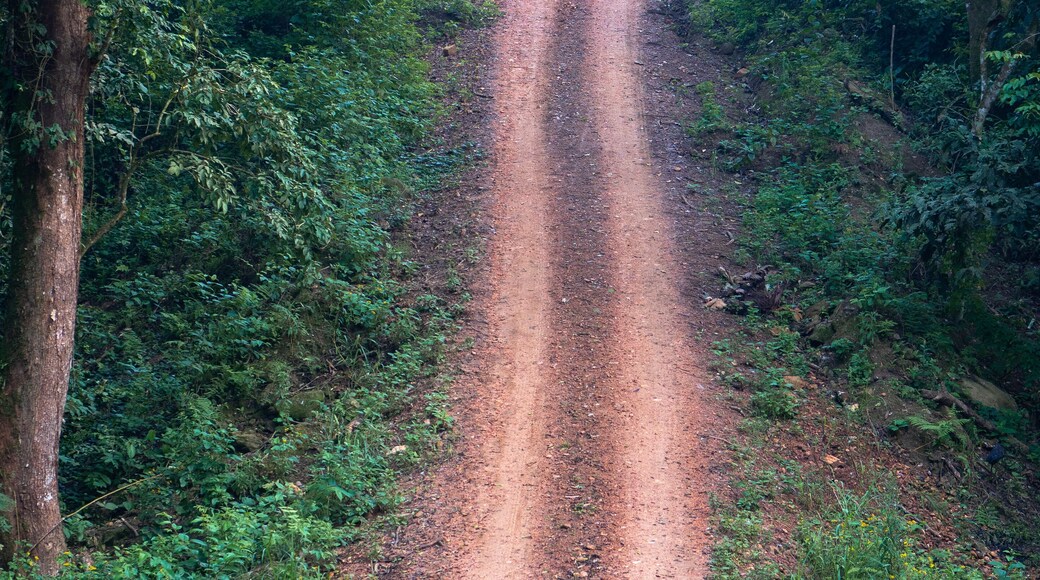 Kalinzu Forest natural habitat, Uganda