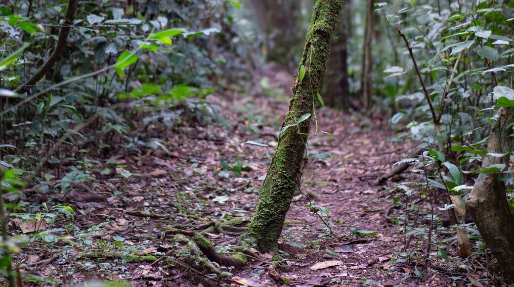 Kalinzu Forest natural habitat, Uganda