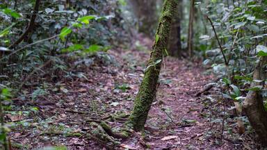 Kalinzu Forest natural habitat, Uganda