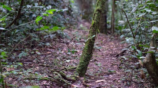 Kalinzu Forest natural habitat, Uganda