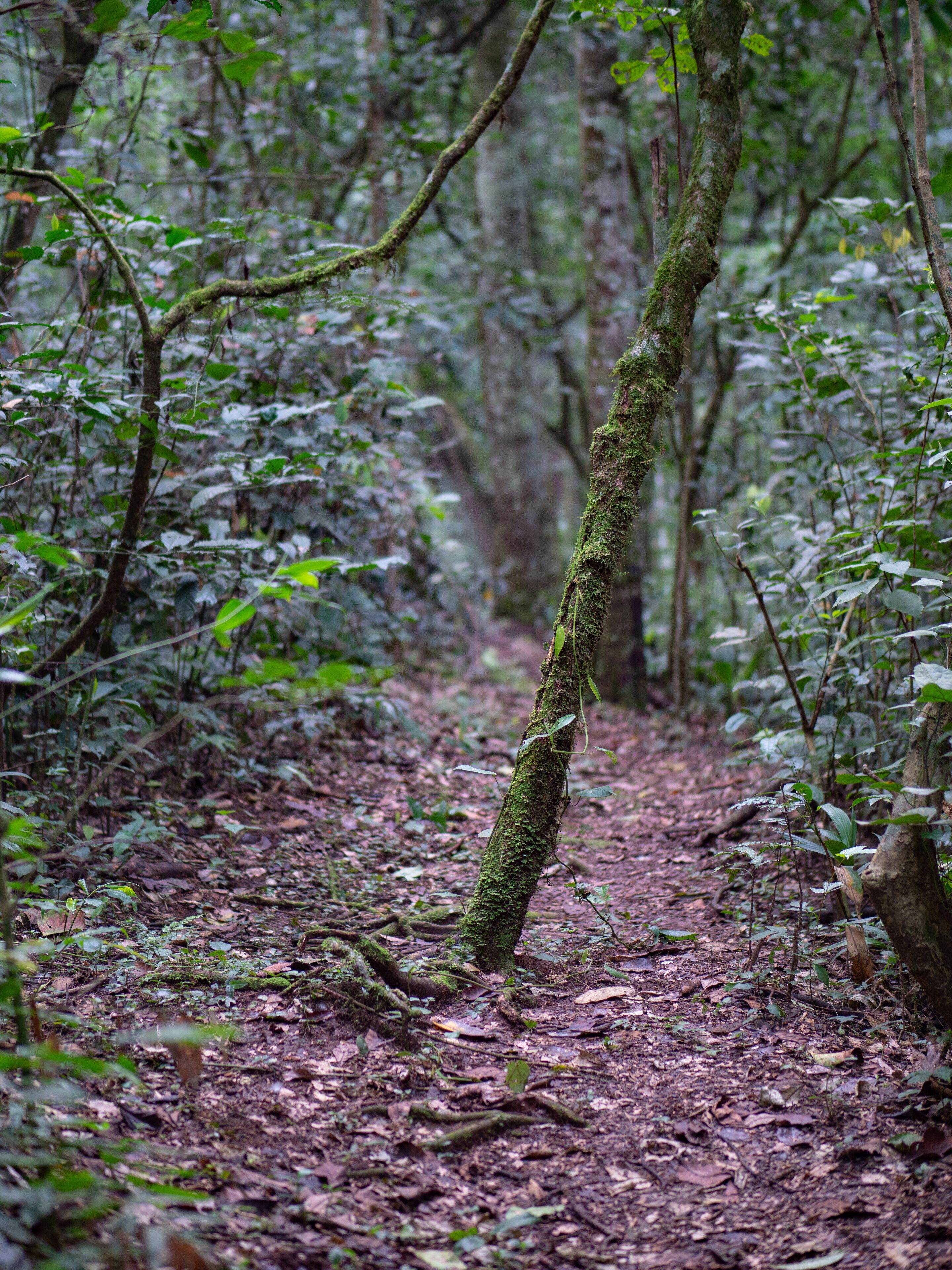 A forest with a moss-covered tree trunk and dense undergrowth.