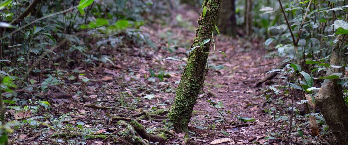 A forest with a moss-covered tree trunk and dense undergrowth.