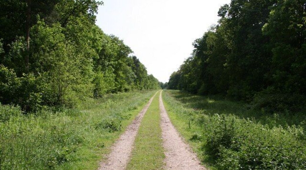 Southrey Wood Track through Southrey Wood