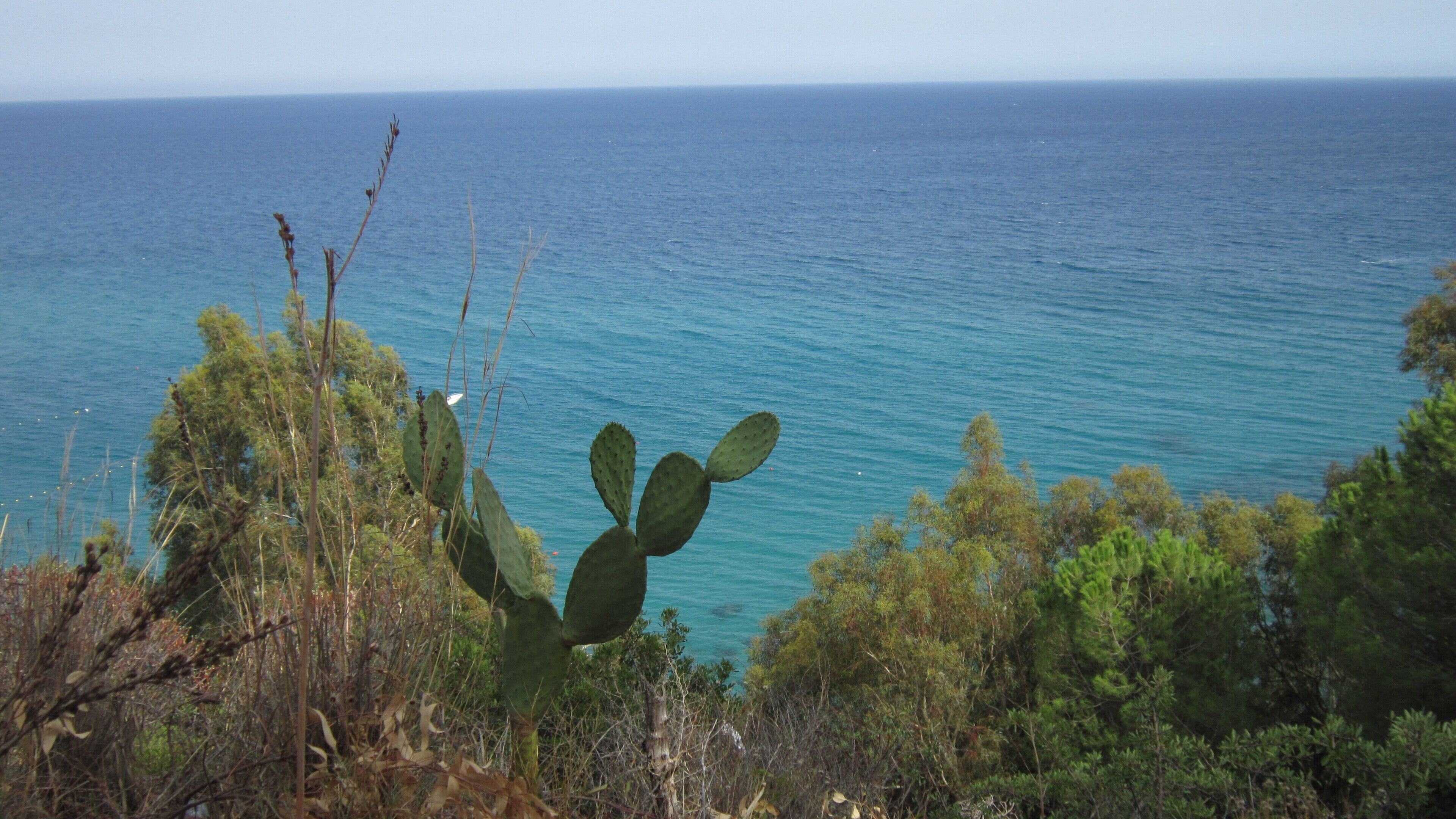 Vegetazione mediterranea