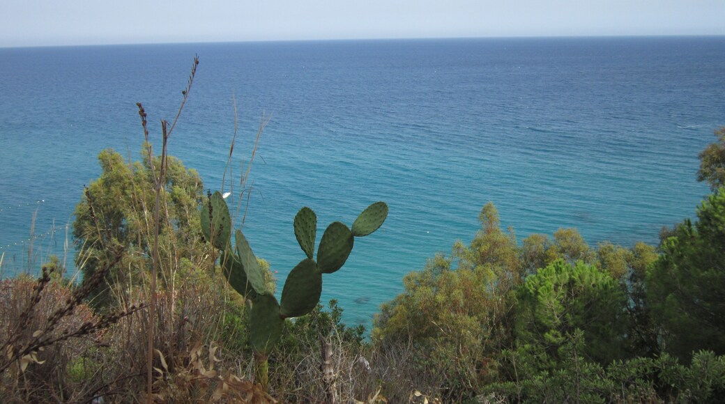 Vegetazione mediterranea