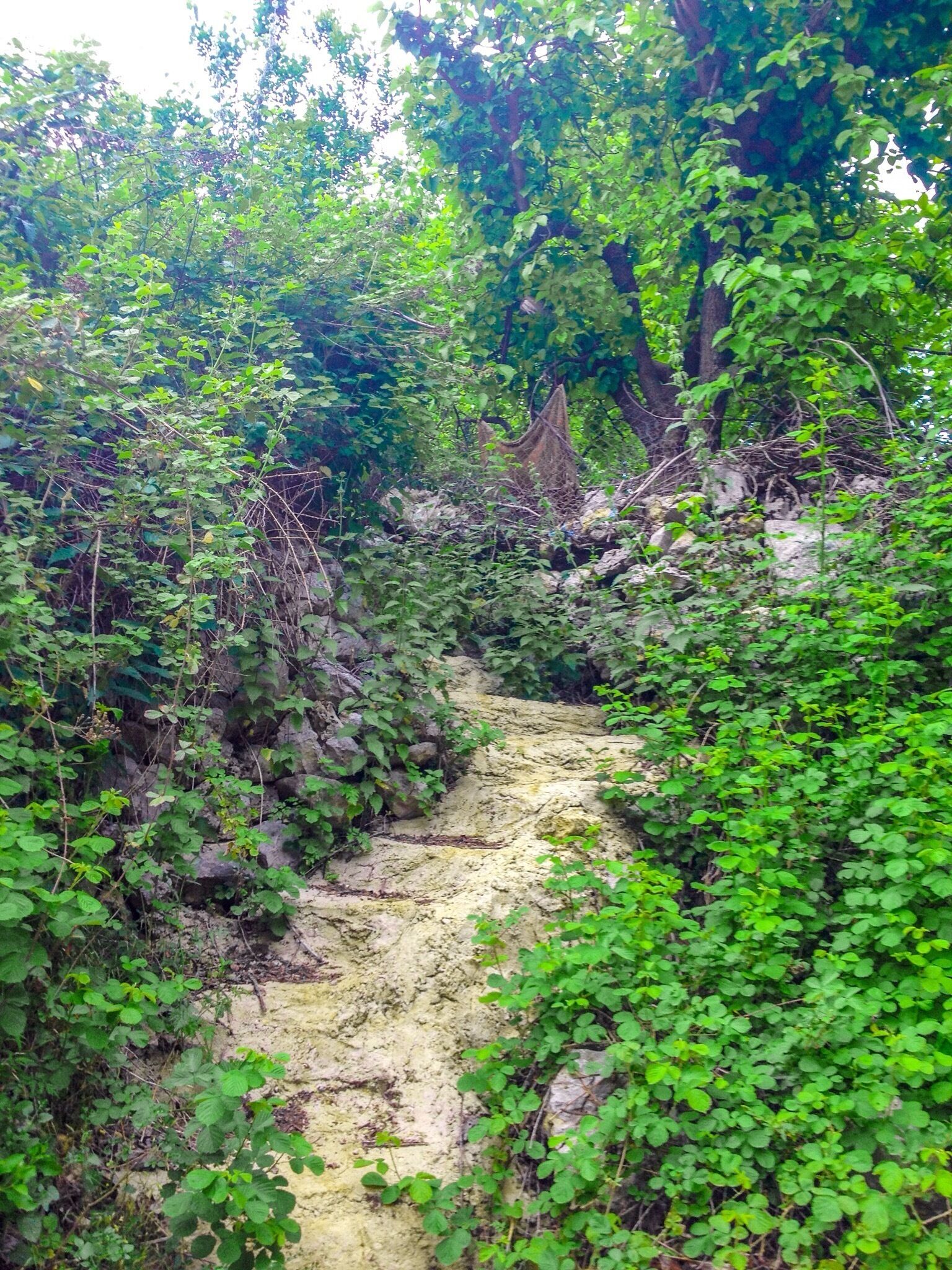 Beautiful road fully planted 