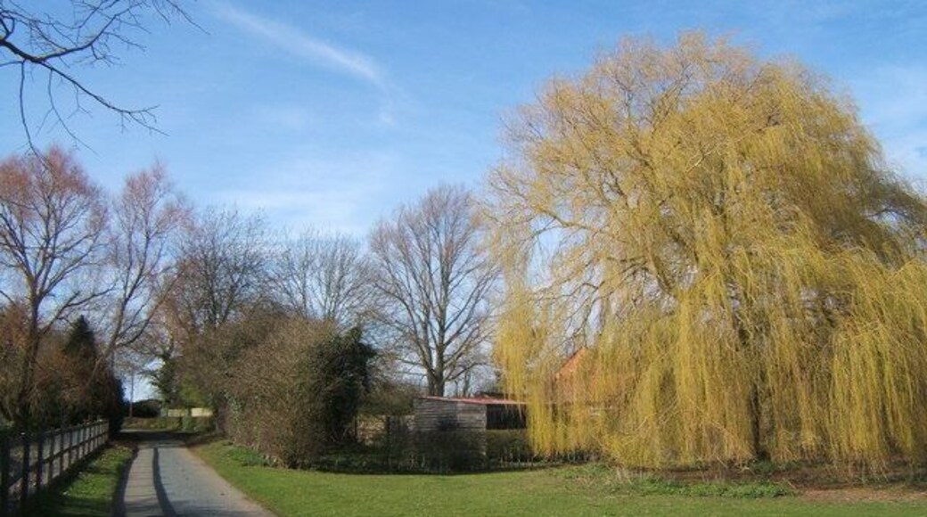Monks Eleigh Tye lane, weeping willow in leaf