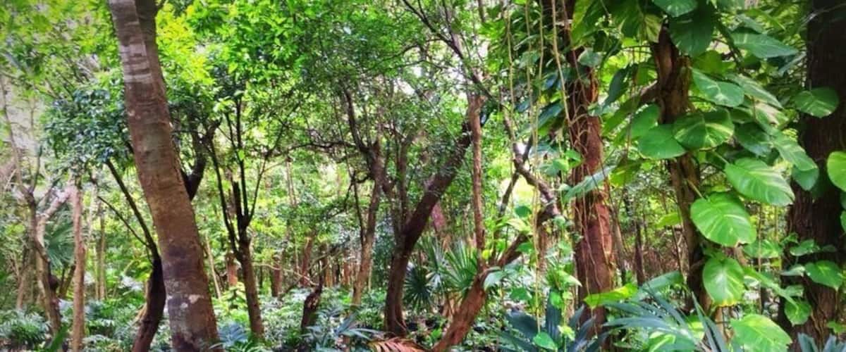 A walk through the garden #green