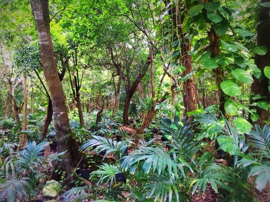 A walk through the garden #green