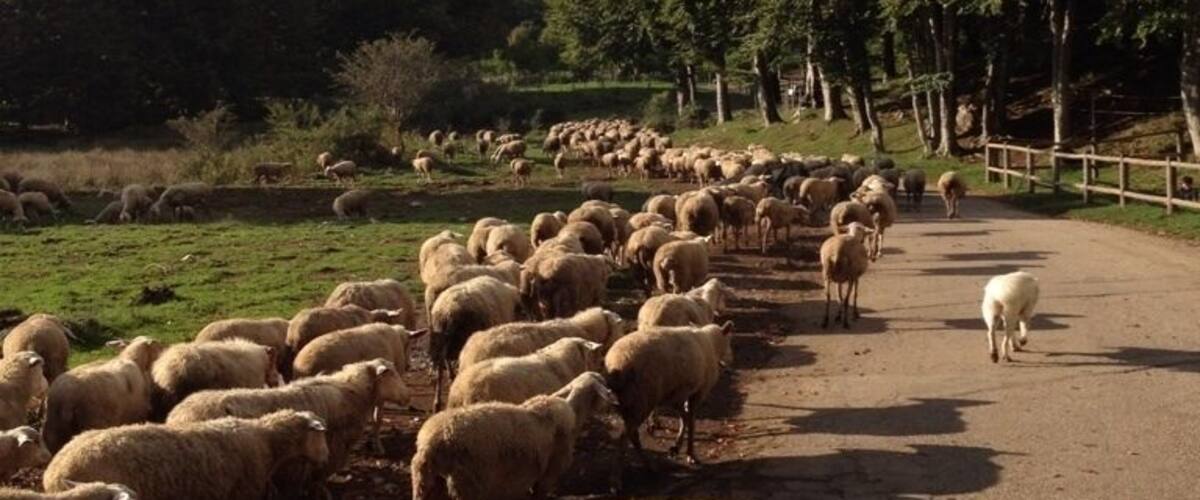 A herd of sheep on a rural road with mountains in the background.