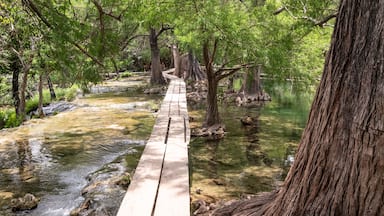 Un pasarelas de madera sobre un arroyo claro rodeado de árboles.