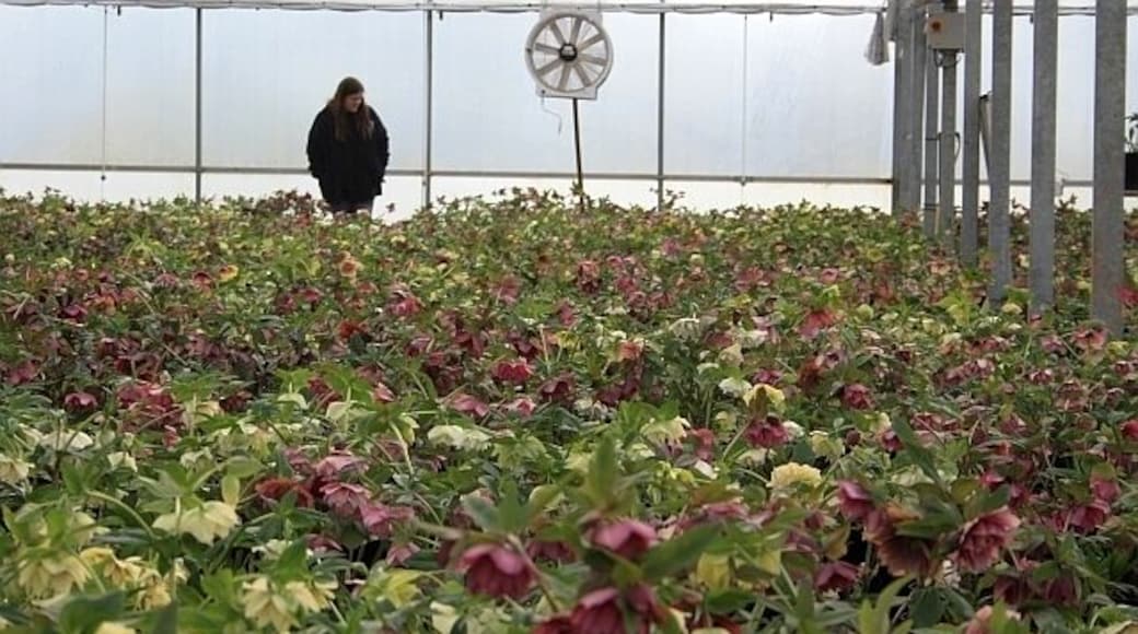 Linnett Farm Hellebores. The birthday girl chooses her plants. A fascinating collection of the ever improving hellebore plants. Careful hand pollination and selection over decades has developed a variety of colours, doubles and semi-doubles. Distinct forms are emerging including neat straight petal formations, concentric overlapping inners, furled petals, etc. 1199540