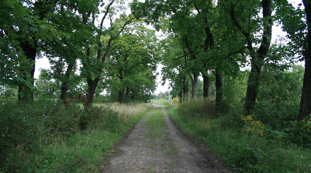 Nördlicher Abschnitt der Gutsallee vom ehemaligen Rittergut Bomsdorf zum ehemaligen Bahnhof Bomsdorf