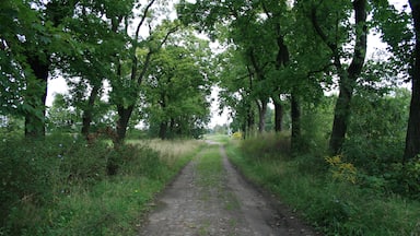 Nördlicher Abschnitt der Gutsallee vom ehemaligen Rittergut Bomsdorf zum ehemaligen Bahnhof Bomsdorf