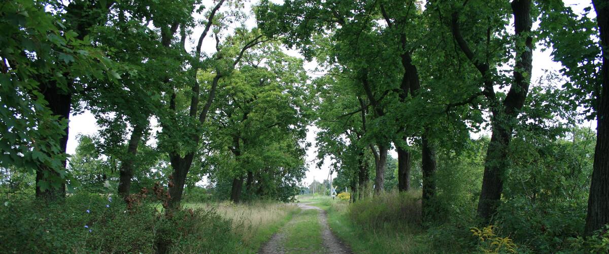 A dirt path flanked by tall trees in a wooded area.