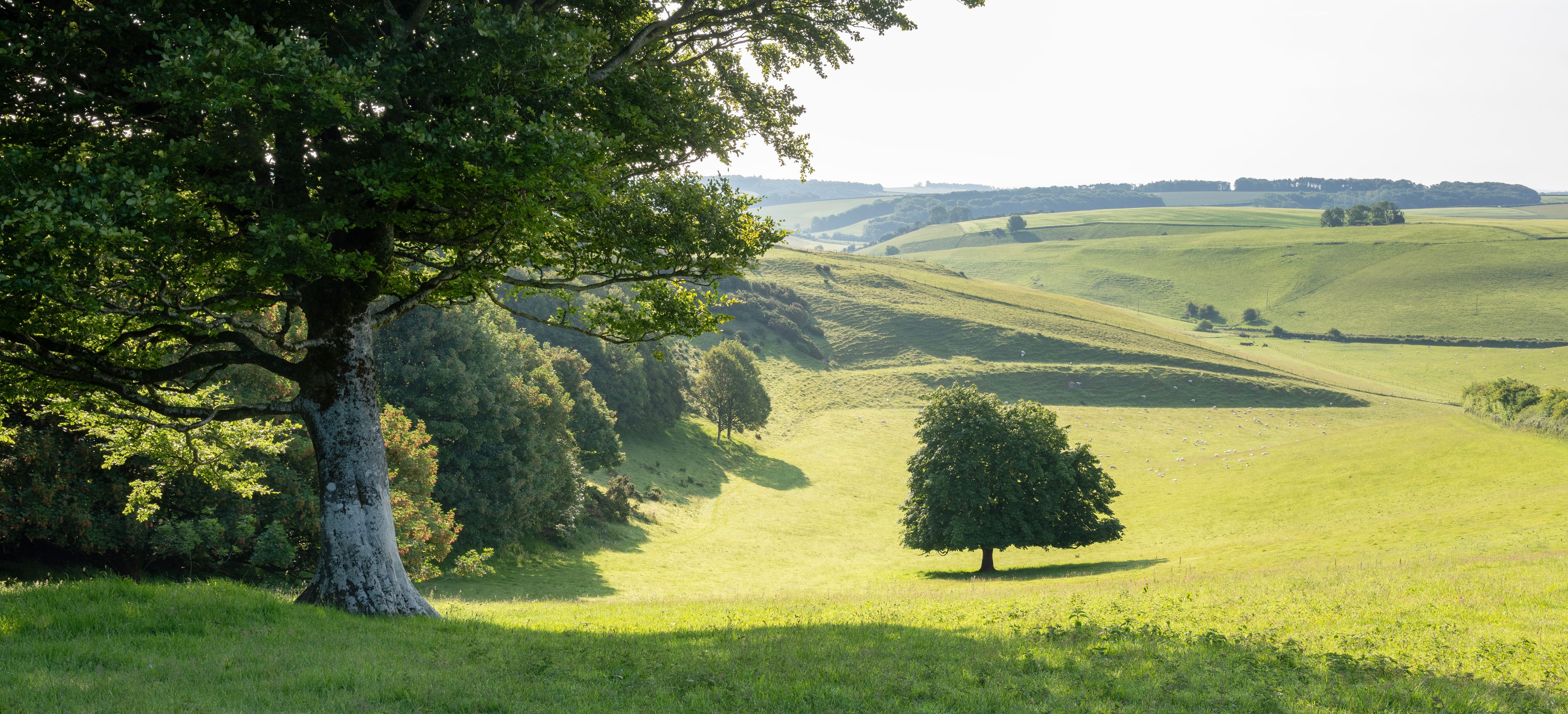 A rolling green landscape with a prominent tree in the foreground and a distant hill.