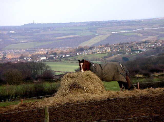 A horse grazing on hay in a field with a rural landscape and a distant village.