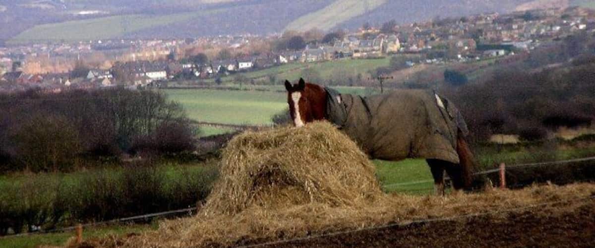 A horse grazing on hay in a field with a rural landscape and a distant village.