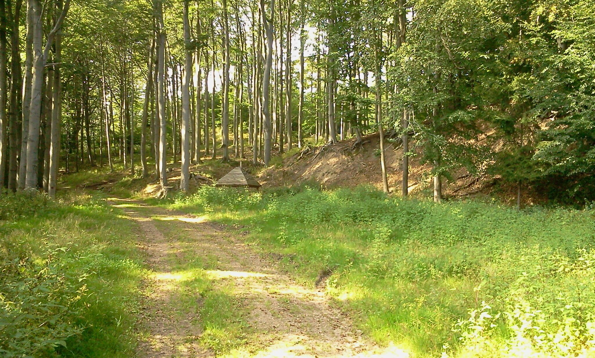 A forested path with a wooden bridge and a dirt trail.
