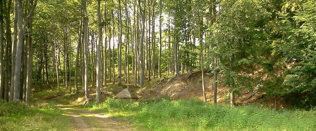 A forested path with a wooden bridge and a dirt trail.