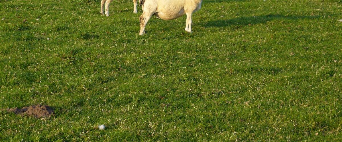 A grassy field with several sheep grazing.