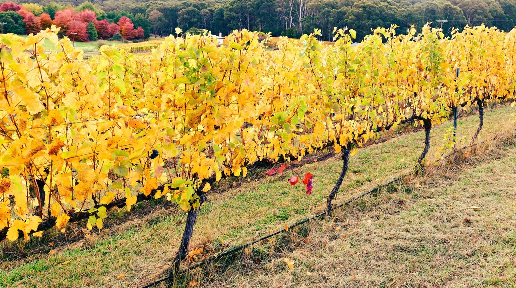 Yellow grape vines in autumn