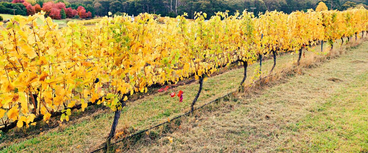 Yellow grape vines in autumn