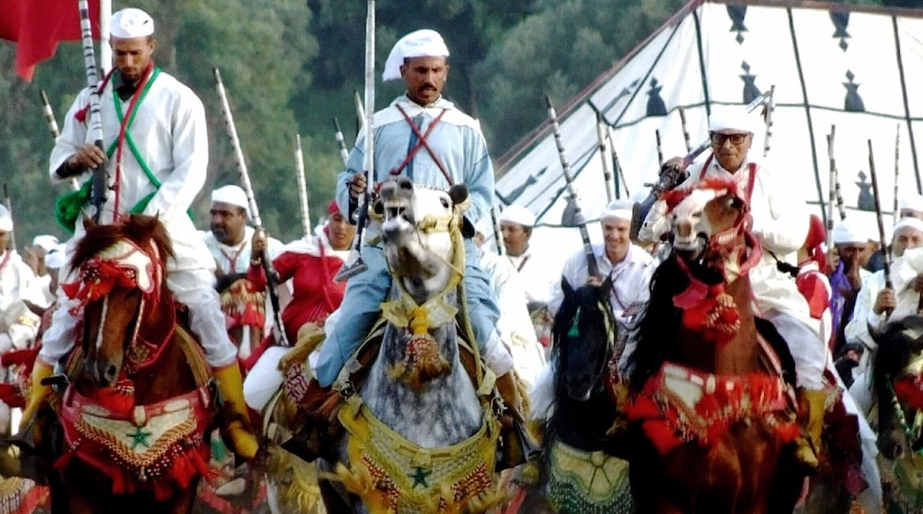 Moroccan horses In the festival in Ouazzane City