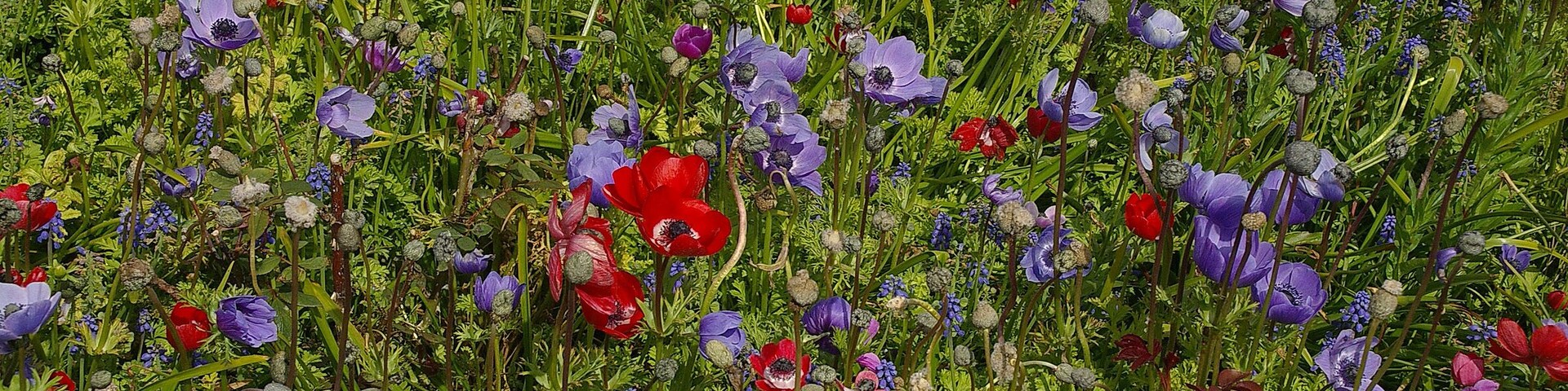 A field of poppies and other wildflowers in full bloom.