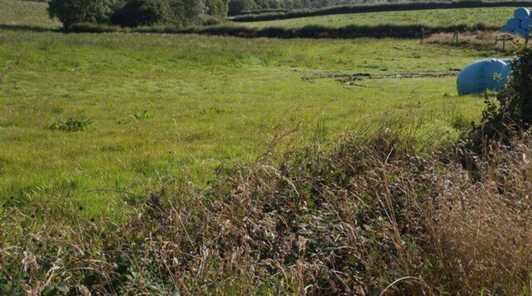 Field near Beaconsfield Cross The line of trees along the field boundary marks the line of a stream which rises at the nearest tree. Seen from the A3072.