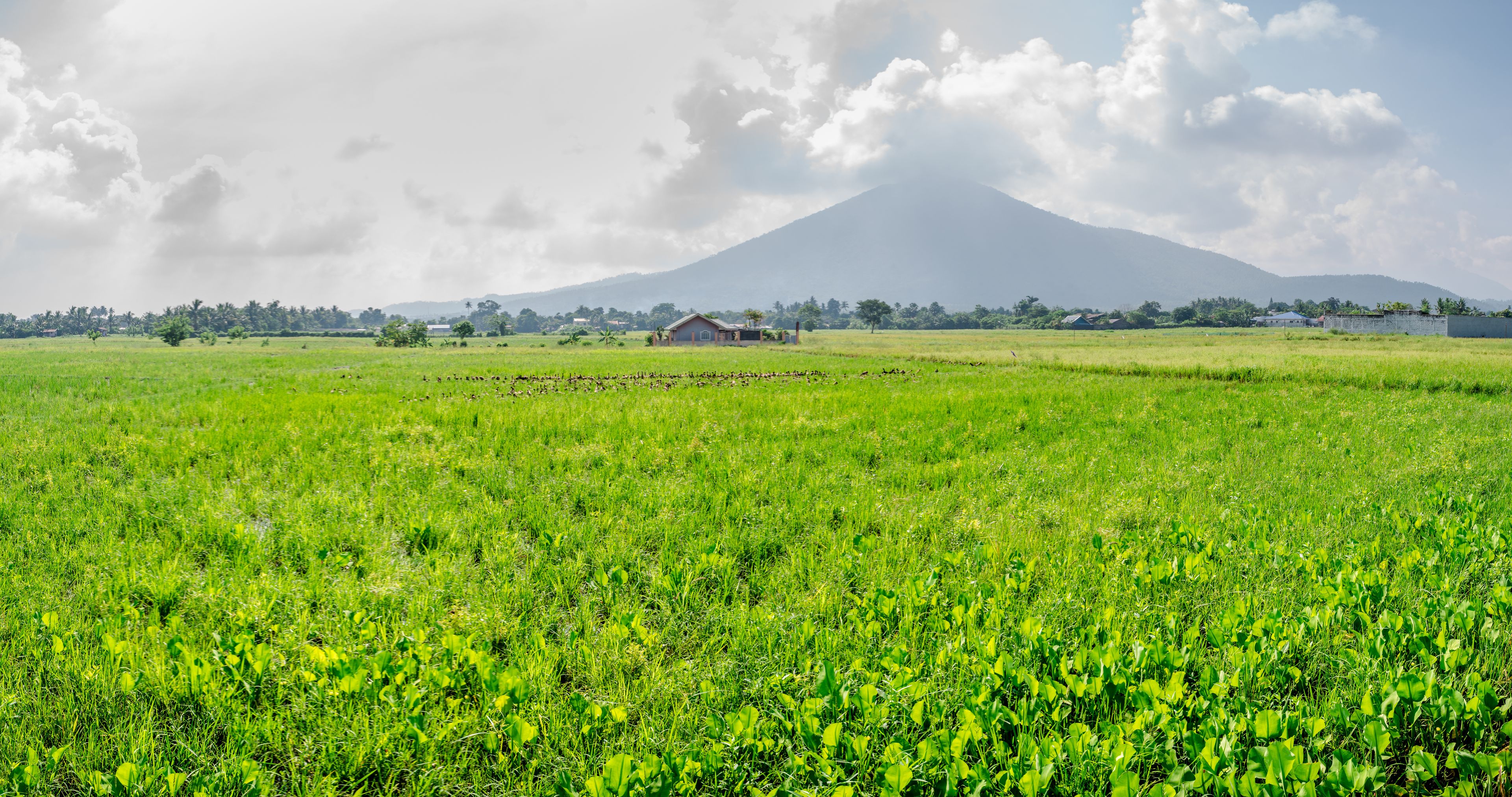 Refreshing scene of verdant rice field at Calauan, Laguna with Mt. Makiling in the background
