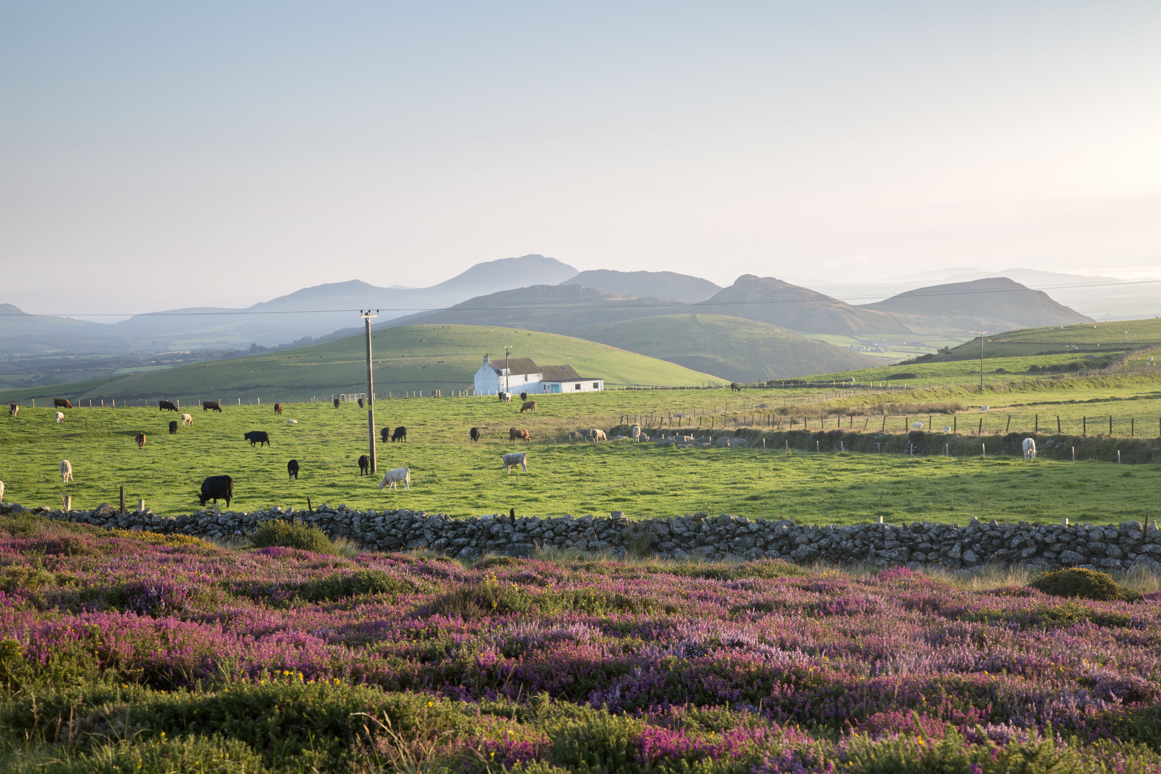 A rural landscape with a stone wall, purple flowers, grazing sheep, and rolling hills in the background.