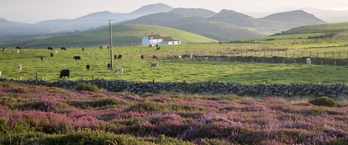 A rural landscape with a stone wall, purple flowers, grazing sheep, and rolling hills in the background.