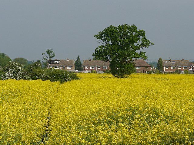 Oilseed rape field near Wilstead