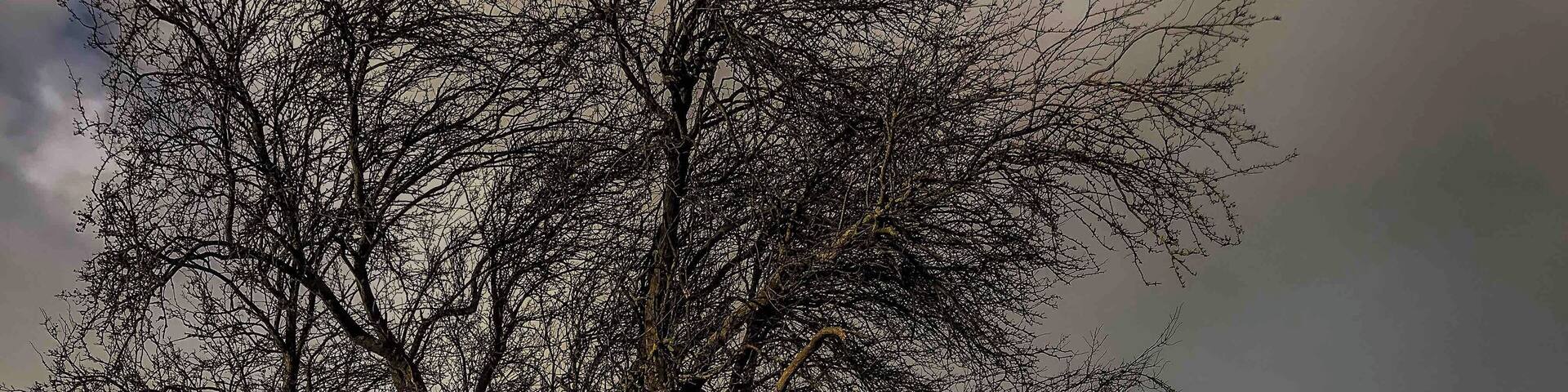 The Hawthorn Tree
The position were the Yorkists formed up at the
Battlefield of Towton
A scene of a Bloody Conflict during 100 years War
Yorkists v Lancastrians costing the lives of 28,000 in one day on this field on 29th March 1461 during a snow blizzard
At any one moment there would have been 30,000 Arrows in flight
120,000 per minute each archer could lease off 12 Arrows per minute