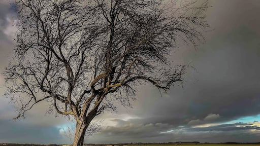 The Hawthorn Tree
The position were the Yorkists formed up at the
Battlefield of Towton
A scene of a Bloody Conflict during 100 years War
Yorkists v Lancastrians costing the lives of 28,000 in one day on this field on 29th March 1461 during a snow blizzard
At any one moment there would have been 30,000 Arrows in flight
120,000 per minute each archer could lease off 12 Arrows per minute