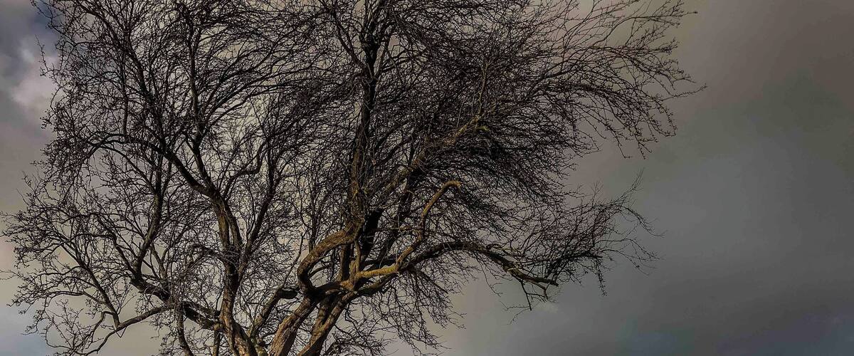 A solitary tree in a field with a cloudy sky.