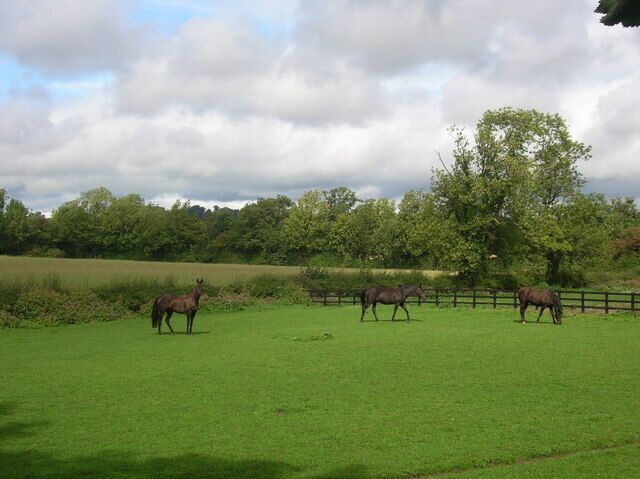 Horses on the road to Farnham. Three horses in a field between the school and the campsite.
