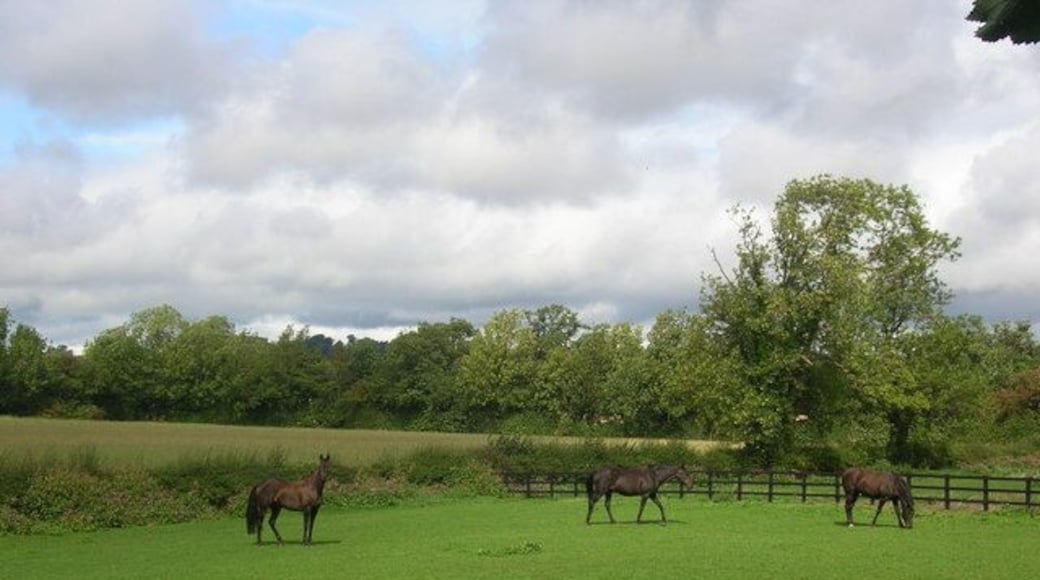 Horses on the road to Farnham. Three horses in a field between the school and the campsite.