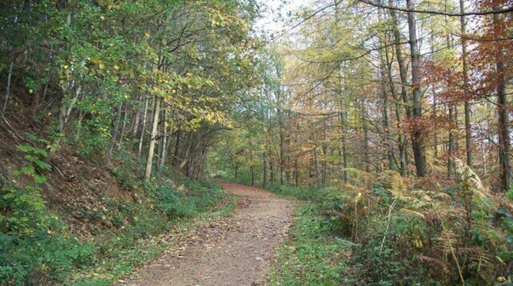 Path to Nidd Gorge Path leading down from the car park.