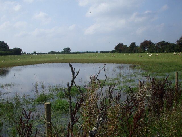 Pond on farm near Peterston-super-Ely From its appearance, the pond is fuller than usual after 2008's wet August