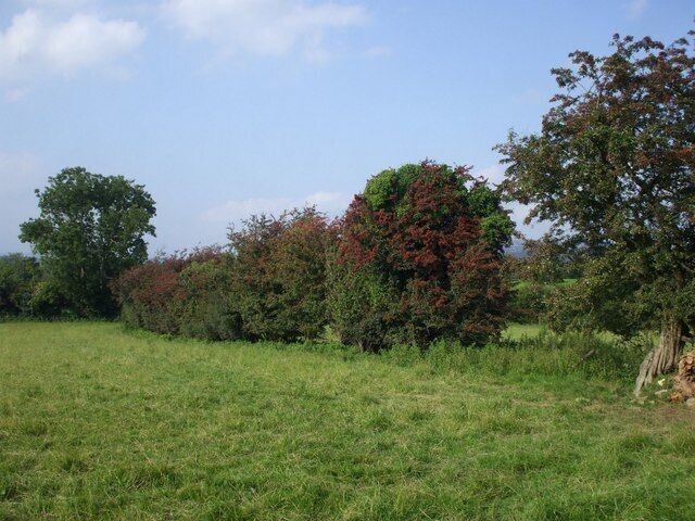 Hawthorns laden with berries
