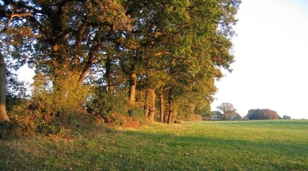 Field boundary in the afternoon sun Taken from the public footpath in the corner of the field, the afternoon sun gives a warm glow to the trees that mark this old field boundary.