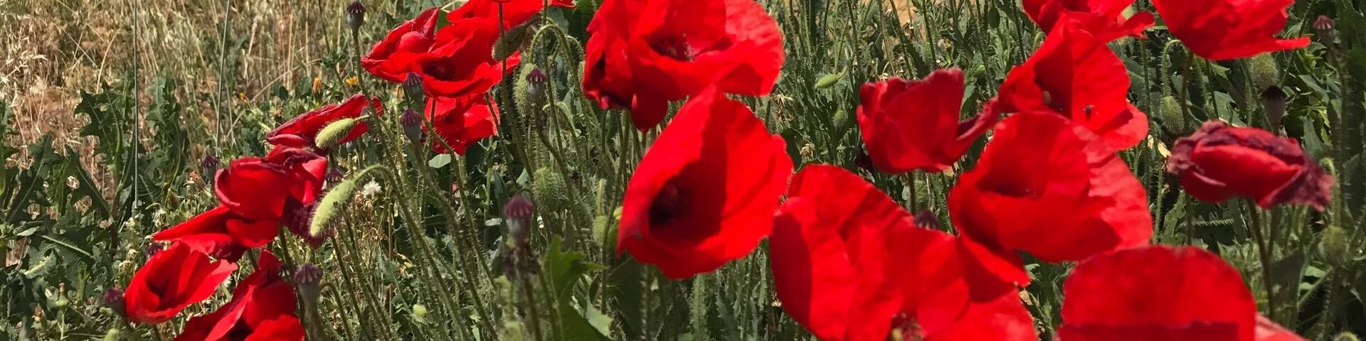 The Camino in Spain
A iphoneable Photo