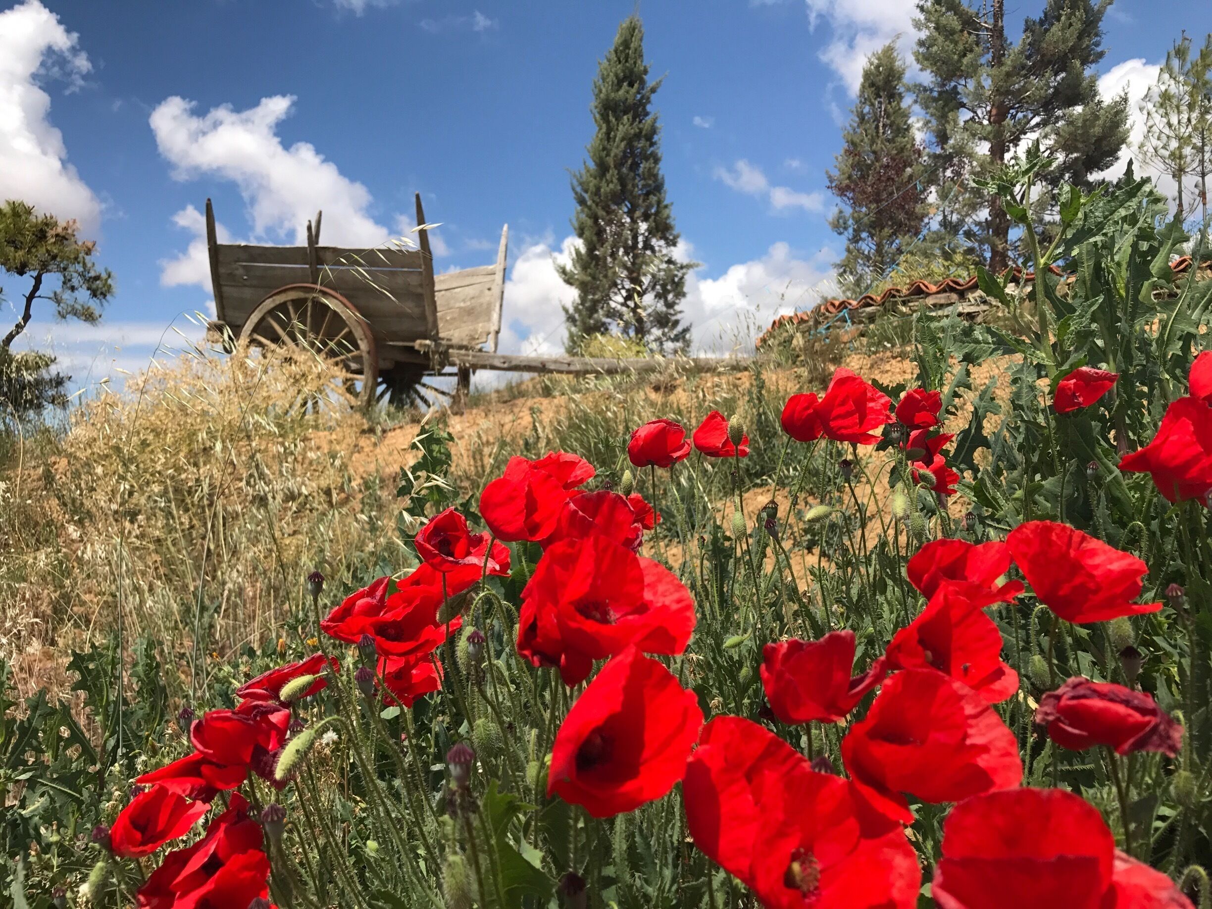 A field of red poppies with a wooden cart in the background.